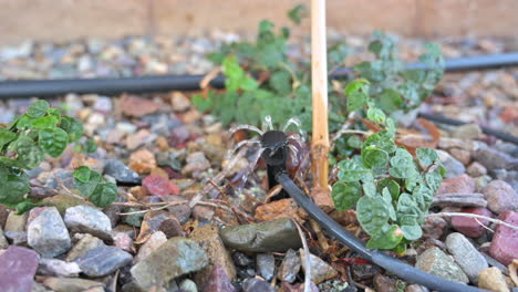 Drip-irrigation-system-waters-young-plant