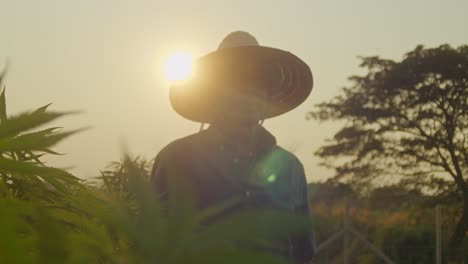farmer in a hemp field at sunset