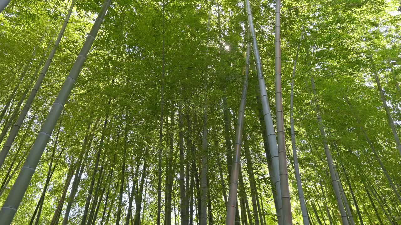 A serene view into the dense bamboo grove at Myokoku-ji Temple, featuring tall green stalks reaching towards the sky, creating a peaceful natural atmosphere.