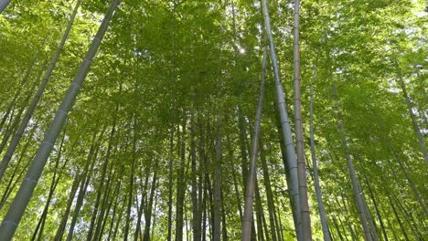 a serene view into the dense bamboo grove at myokoku-ji temple, featuring tall green stalks reaching towards the sky, creating a peaceful natural atmosphere.