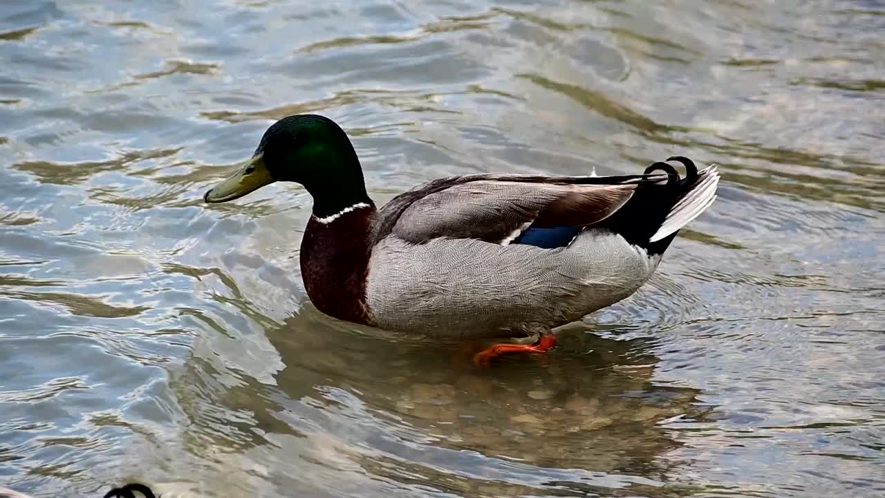 anatre domestiche vicino alla riva di un lago