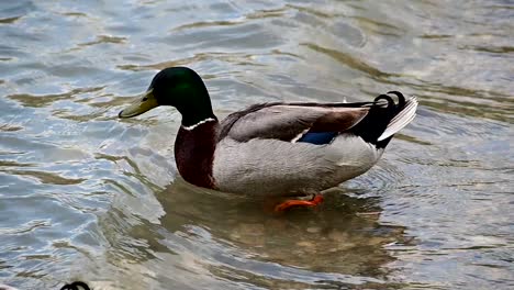 Patos-Mallard-Cerca-De-La-Orilla-De-Un-Lago