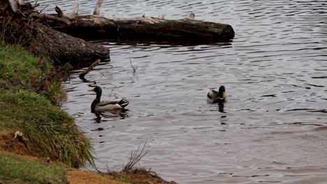 ducks jumping from the bank, about a foot drop, into the water and swim away