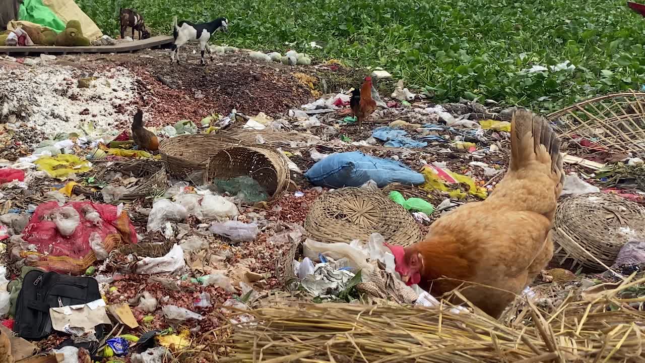 chicken feeding in a random pile of garbage