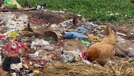 chicken feeding in a random pile of garbage