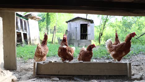 Many-red-chickens-on-a-summer-day-in-the-village