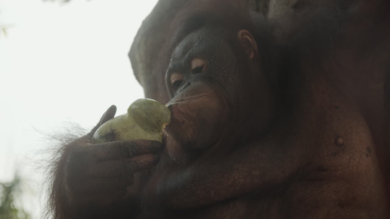 orangután inteligente pelando fruta con sus labios y boca