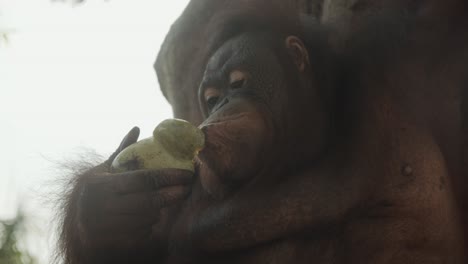 orangutan intelligent peeling fruit with his lips and mouth