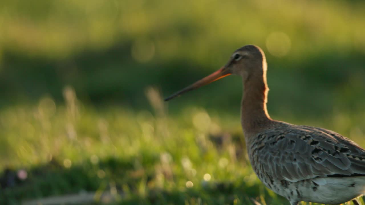 Black-tailed Godwit in a grassy field