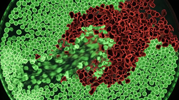 Vista microscopica delle cellule