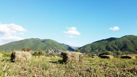 harvested field with straw bales