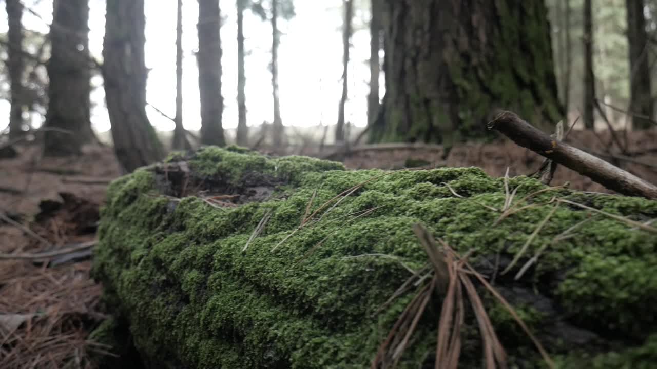 Close-up of a moss-covered log on a forest floor blanketed in pine needles. Soft light filters through tall trees in the background, creating a serene, earthy atmosphere of undisturbed woodland.