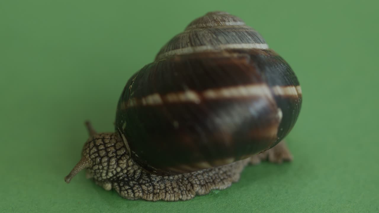 movimiento de caracol en la pantalla verde