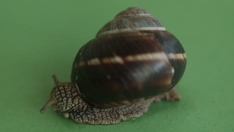 snail movement on the green screen