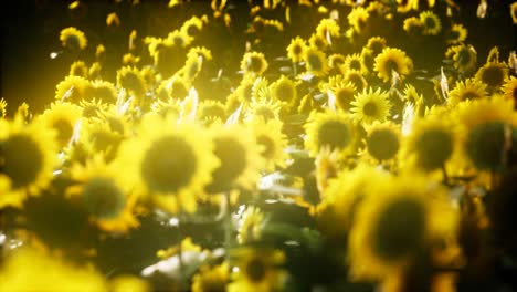 Sunflowers-blooming-in-Late-Summer