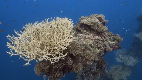 Tropical-coral-reef,-camera-swims-towards-a-beautiful-staghorn-coral-formation-on-a-shipwreck-in-Palau,-Micronesia