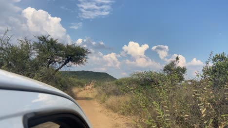 inside safari vehicle shot of group of giraffes standing on dirty road