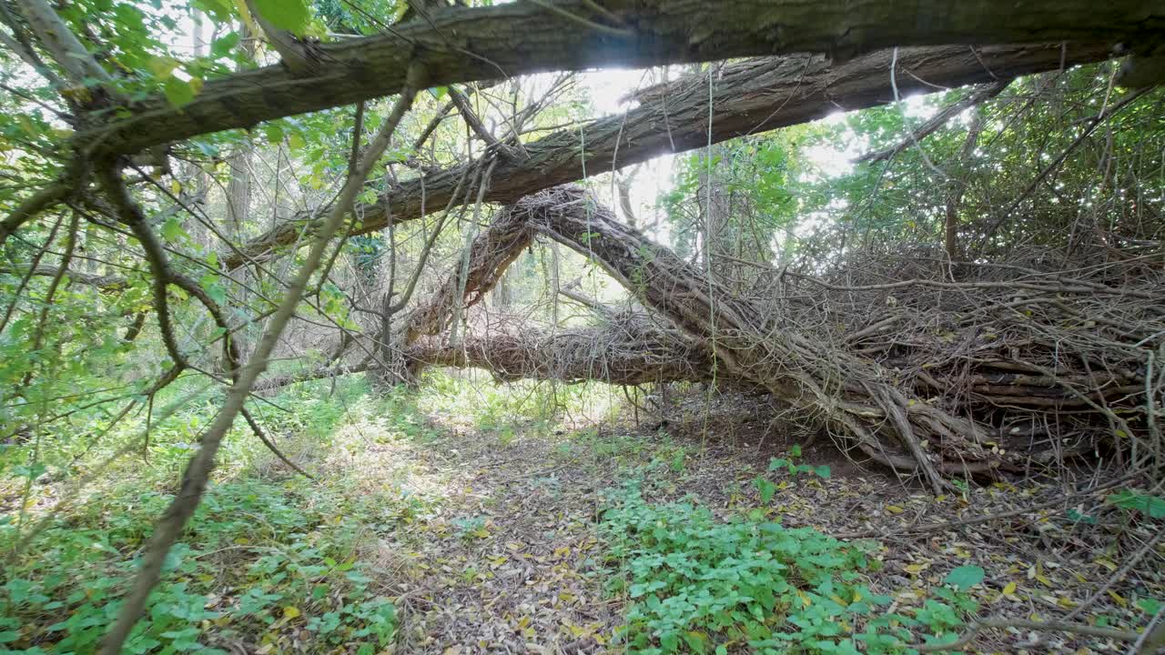 가을 숲, 짐벌 워크