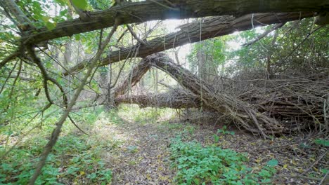 bosque de otoño, paseo cardán