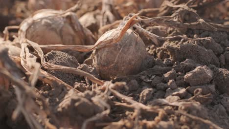 harvesting onions. a large field full of onions. harvesting concept. agriculture industry.