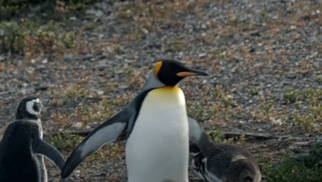 Königspinguin-Spaziert-Mit-Magellan-Pinguinen-Auf-Der-Isla-Martillo,-Ushuaia