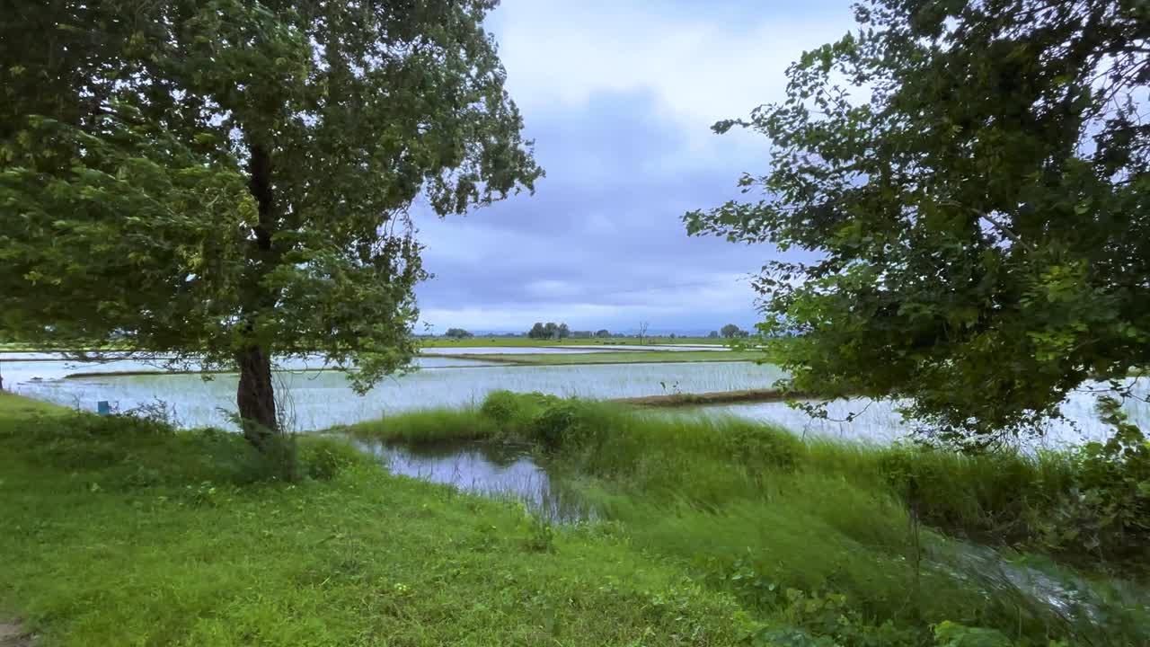 trees swaying in high wind on a overcast day with paddy fields in background in rural india