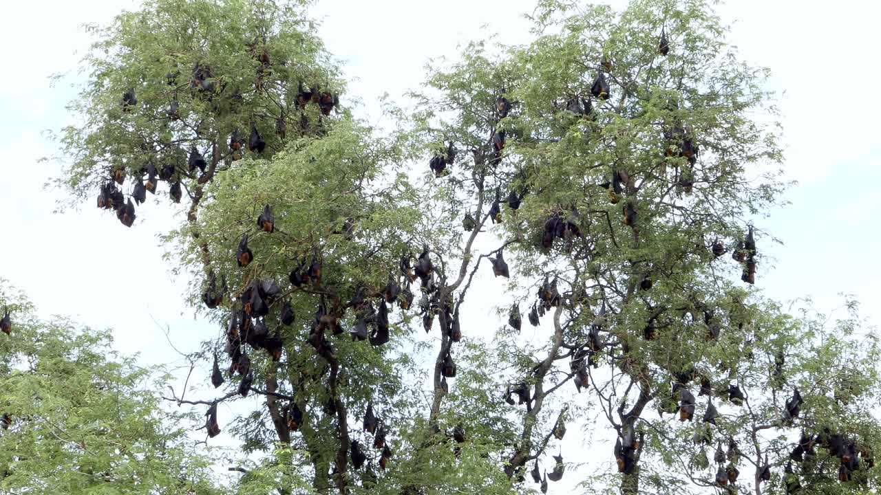 Bats roosting in trees tropical forest wildlife natural habitat aerial view ecosystem dynamics