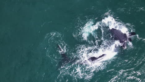 cría de ballena juguetona rueda sobre su madre que está boca abajo, aérea