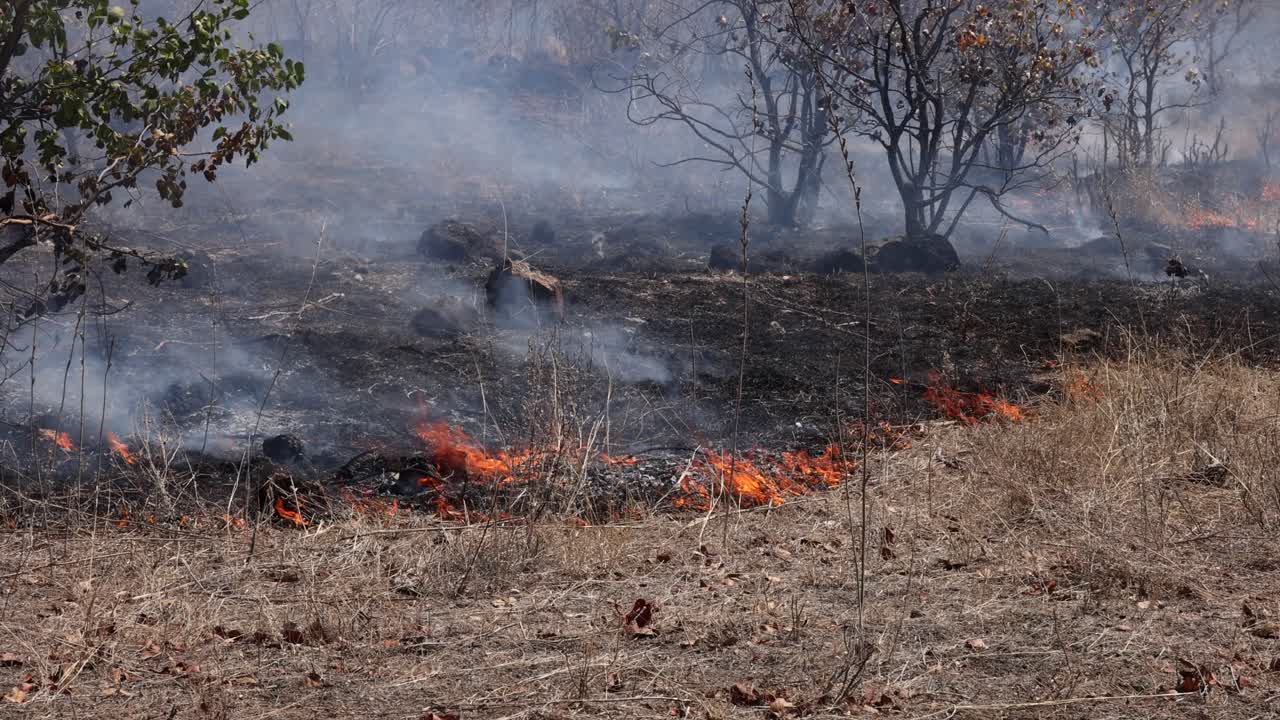Erba secca che brucia in un incendio naturale nel parco Kruger d'estate