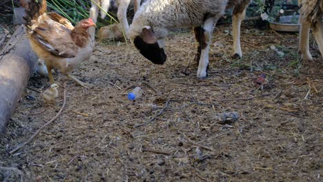 Eating-grain-chick-chicken