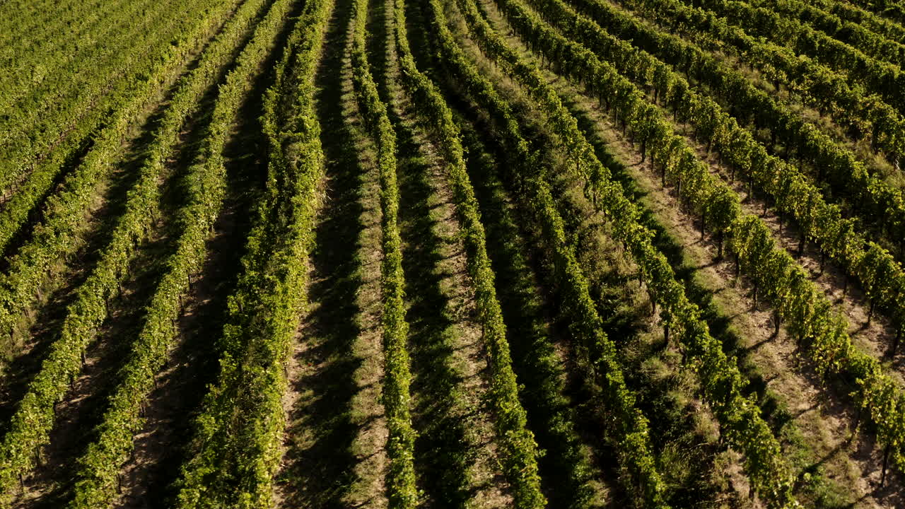 Una vista aerea di una vigna