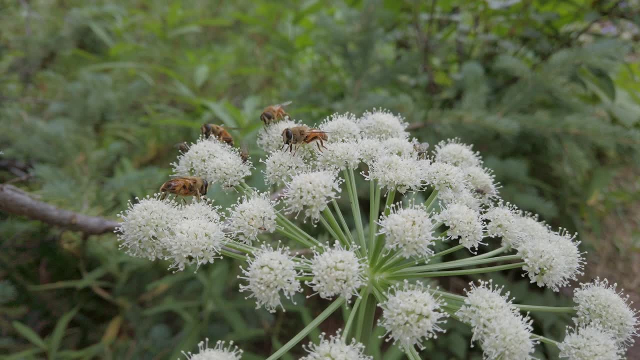 abejas y moscas alimentándose de flores blancas chirivía de vaca se acercó a las montañas rocosas de kananaskis, alberta, canadá