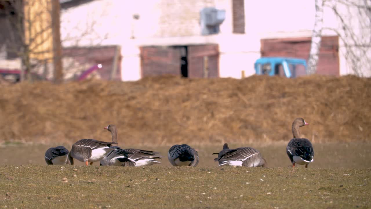 bandada de gansos y gansos de frente blanca comiendo hierba en el campo