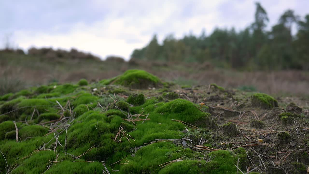 Muschio verde che cresce su un poggio, sullo sfondo la foresta è sfocata.