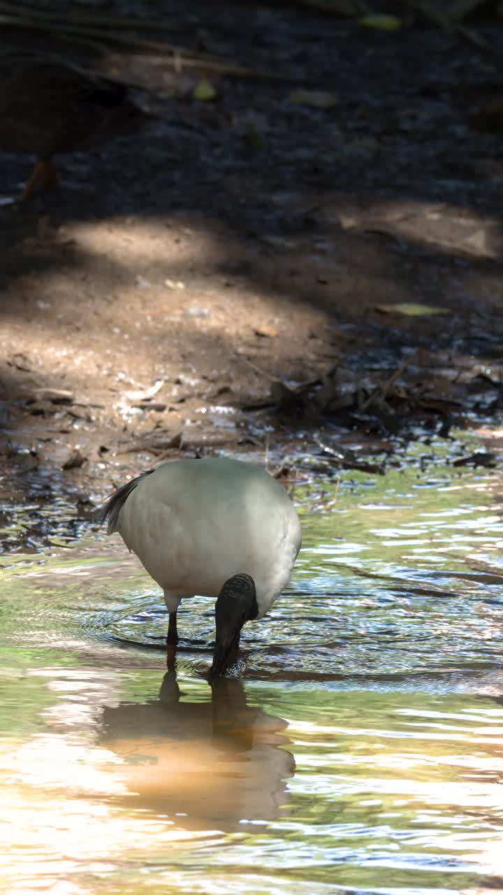 Un ibis bianco australiano beve e si nutre in acque poco profonde lungo la riva fangosa di un fiume.