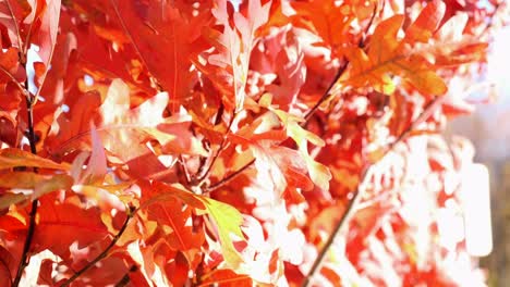 強い風に吹かれてオレンジ色の紅葉 2 の 2