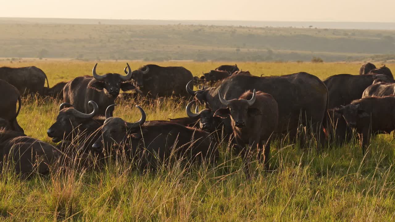 Slow Motion of African Buffalo Herd, Africa Animals on Wildlife Safari in Masai Mara in Kenya at Maasai Mara in Beautiful Orange Golden Hour Sunset Sunlight Light, Steadicam Tracking Gimbal Shot