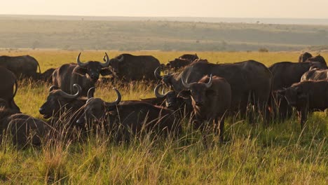 Slow-Motion-of-African-Buffalo-Herd,-Africa-Animals-on-Wildlife-Safari-in-Masai-Mara-in-Kenya-at-Maasai-Mara-in-Beautiful-Orange-Golden-Hour-Sunset-Sunlight-Light,-Steadicam-Tracking-Gimbal-Shot