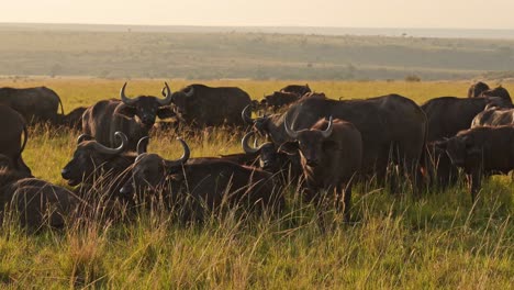 slow motion of african buffalo herd, africa animals on wildlife safari in masai mara in kenya at maasai mara in beautiful orange golden hour sunset sunlight light, steadicam tracking gimbal shot