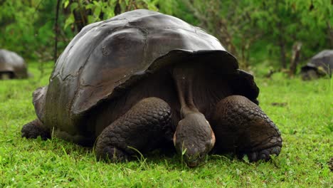 una tortuga gigante come hierba en la isla de santa cruz en las islas galápagos