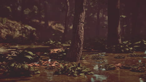 a deep, dark forest with lush vegetation