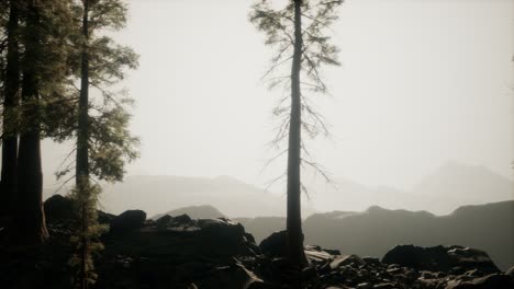 trees in fog in mountains
