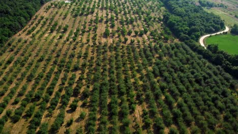 Vista-Aérea-En-La-Granja-De-Cerezos-Con-árboles-Fértiles-En-Filas-Desde-Arriba-Inclinando-El-Movimiento-De-Drones