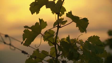 Stunning-HD-footage-of-green-vineyard-vines-in-the-heart-of-Prlekija,-Slovenia-adorned-with-lush-leaves-and-bathed-in-the-golden-glow-of-the-setting-sun