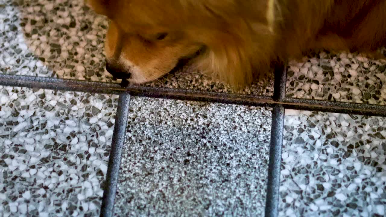 베트남 의 닝빈 에서 개 가 타일 로 된 바닥 을 탐사 하고 있다