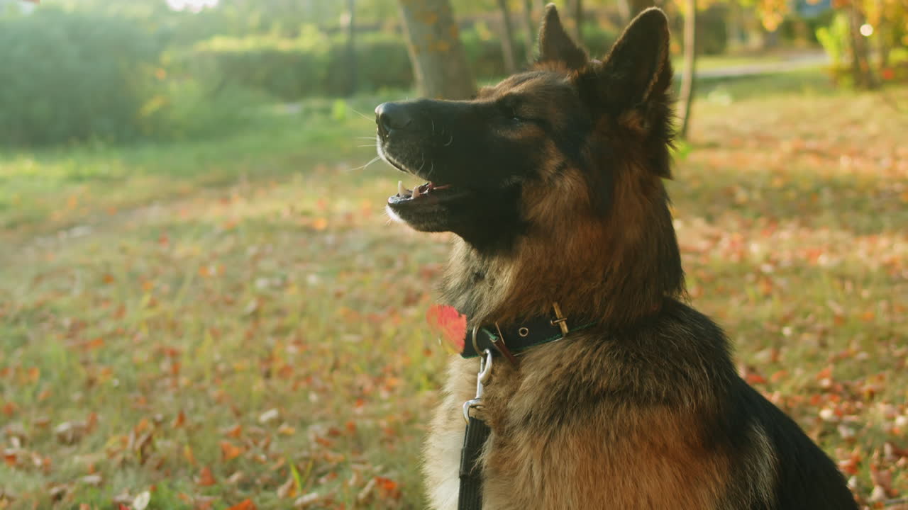 German Shepherd in Autumn Park