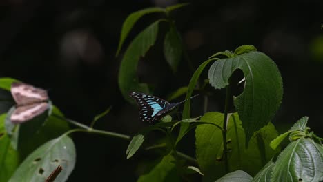 seen on top of a plant basking under the sun and then flies away