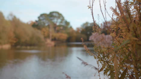 rack focus between bushes and a lack - pond at autumn - fall, in slow motion