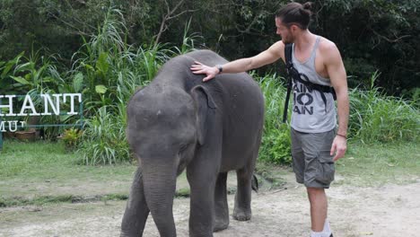 a muscular caucasian tourist caresses a baby elephant in an elephant park in thailand