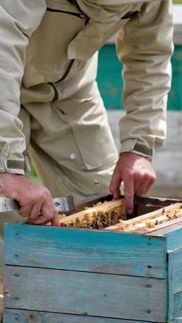 mature bee farmer pulls the frame with bees from a hive. beekeeper turning the frame in hands checking it. blurred nature backdrop. vertical video